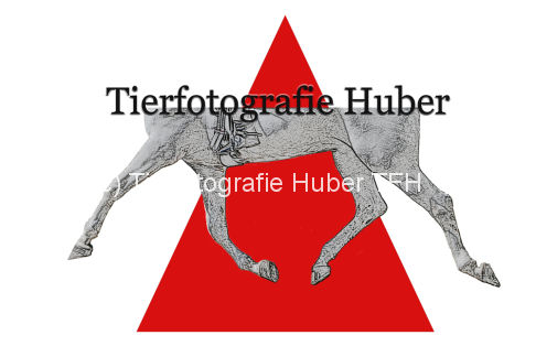 Logo-TF-dreieck-1000x667.jpg
